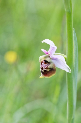 Fuciflora Demangei