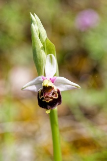 ophrys fuciflora demangei