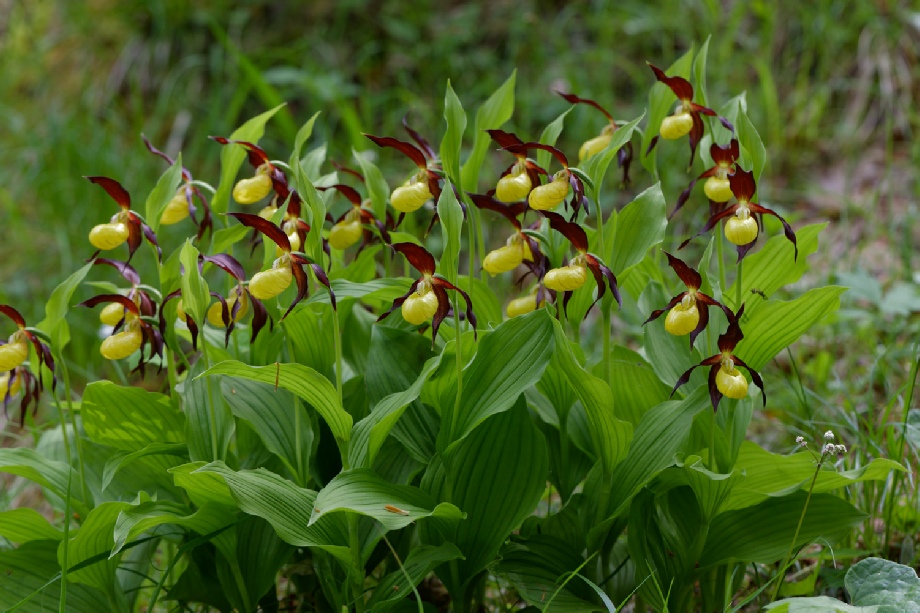 Cypripedium calceolus