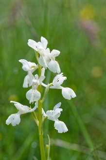 androrchis provincialis