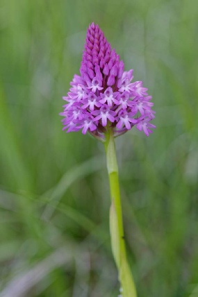Anacamptis pyramidalis