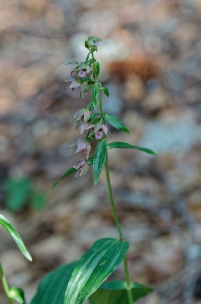 Epipactis helleborine