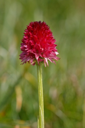 Gymnadenia Cenisia