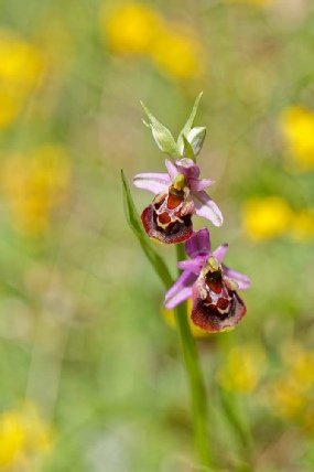 Fuciflora subsp fuciflora
