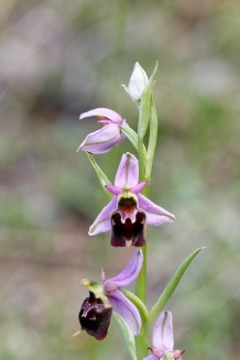 hybride o.drumana x o.fuciflora