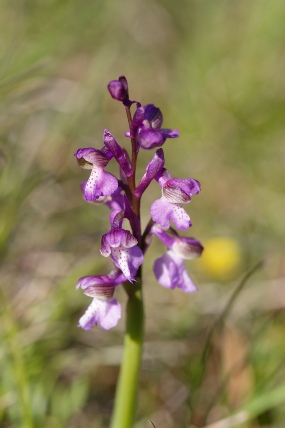 Anacamptis morio