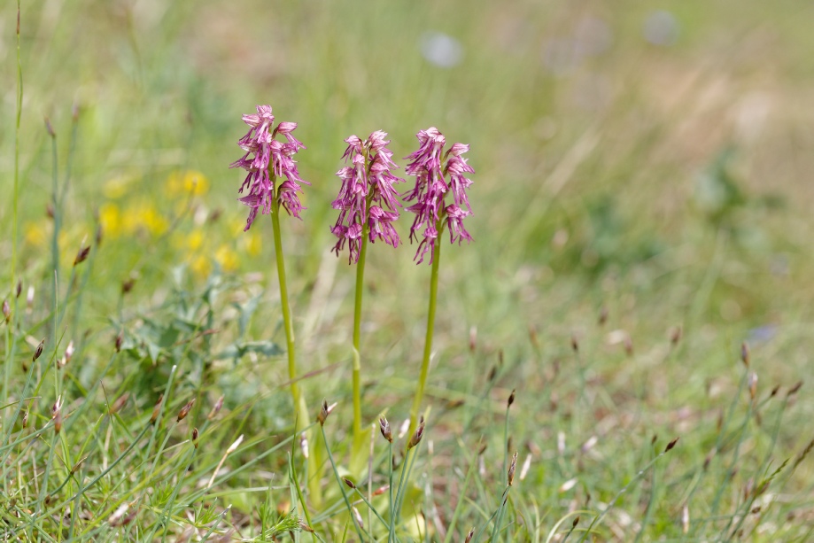 orchis x bergonii : orchis anthropophora x orchis simia