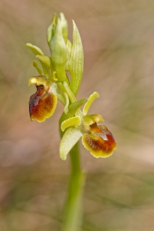 ophrys litigiosa