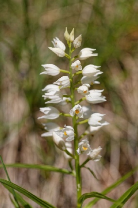 Cephalanthera Longifolia