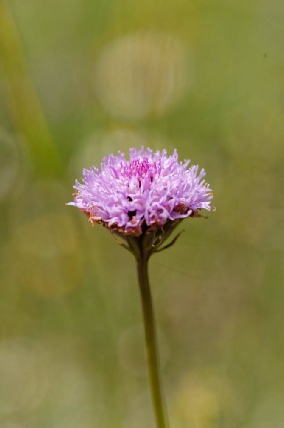 Traunsteinera