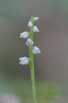 Goodyera