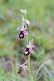 ophrys drumana