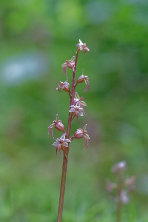 Neottia cordata