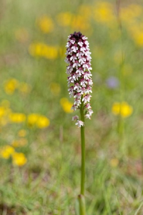 Neotinea Ustulata