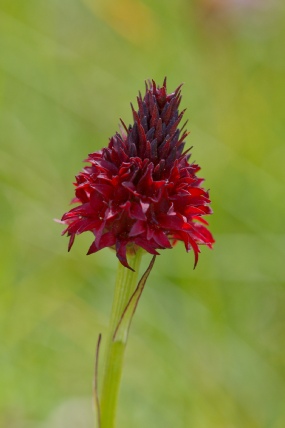 Gymnadenia Rhellicani