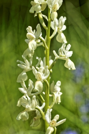 Orchis Provincialis