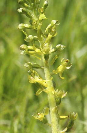 Neottia ovata