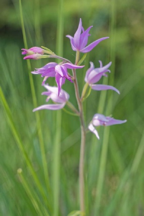 Cephalanthera Rubra