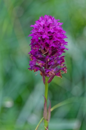 Anacamptis pyramidalis subsp tanayensis