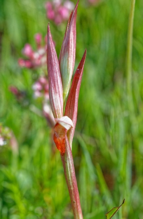 Serapia Vomeracea 