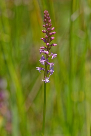 Gymnadenia Odoratissima