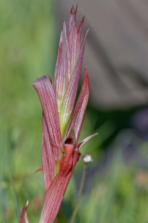 Serapia Vomeracea longipetala